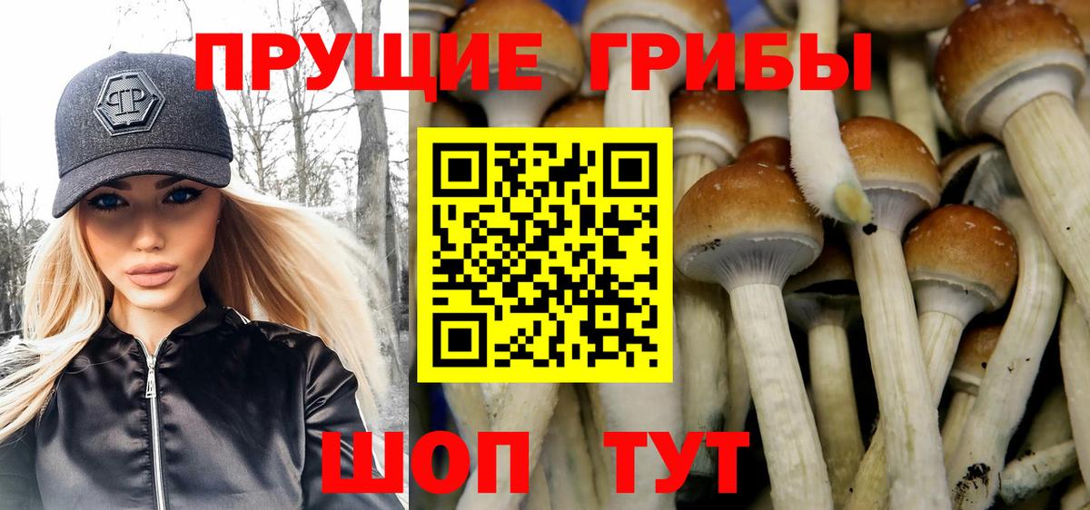 Псилоцибиновые грибы Psilocybe  Псилоцибиновые грибы прущие грибы  Вход с VPN  Ессентуки 